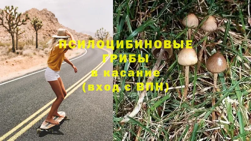 Псилоцибиновые грибы MAGIC MUSHROOMS  omg сайт  Белореченск 